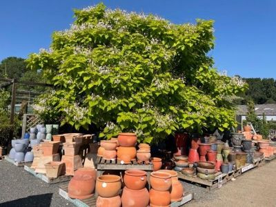 The Plant Centre