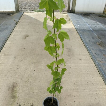 Acer beurgerianum