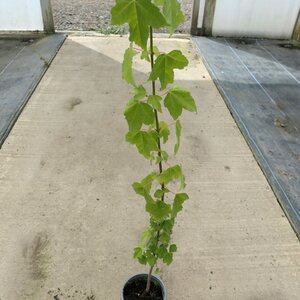 Acer beurgerianum