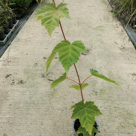 Acer davidii