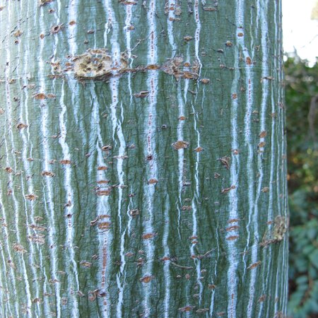 Acer davidii