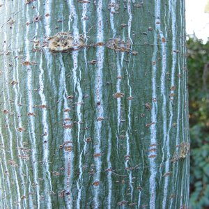 Acer davidii