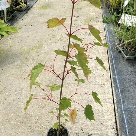 Acer davidii 'George Forrest'