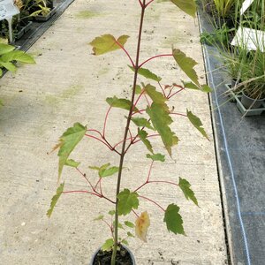 Acer davidii 'George Forrest'