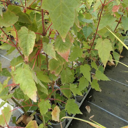 Acer davidii 'George Forrest'