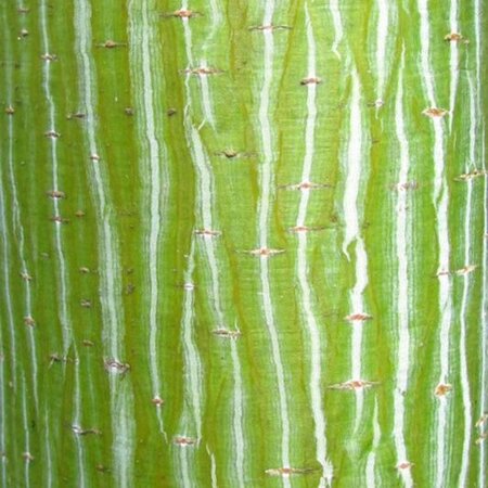 Acer davidii 'George Forrest'