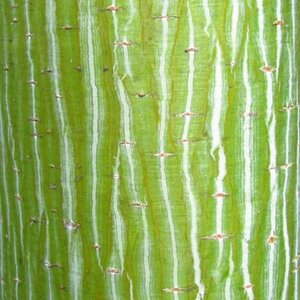Acer davidii 'George Forrest'