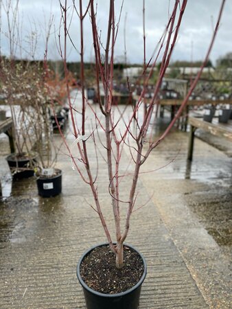 Acer davidii 'Viper'