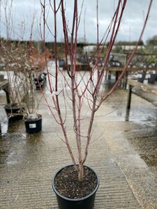 Acer davidii 'Viper'