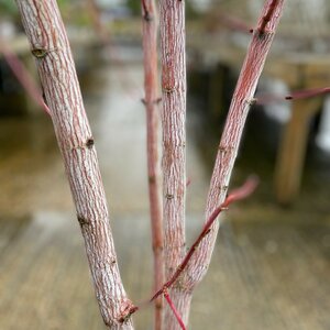 Acer davidii 'Viper'