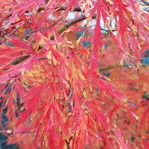 Acer palmatum 'Dissectum'