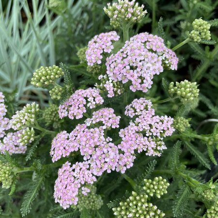 Achillea millefolium 'Whitewater Blush'