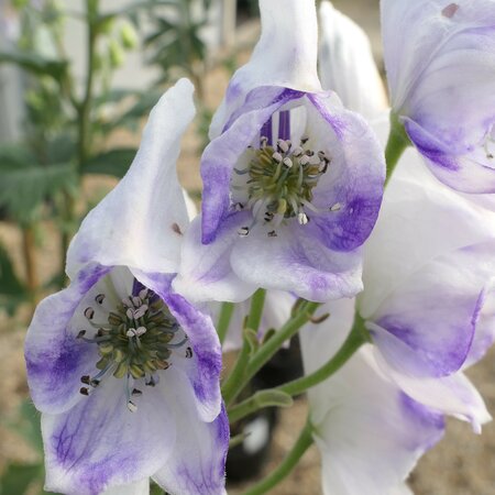 Aconitum carmichaelii 'Cloudy'