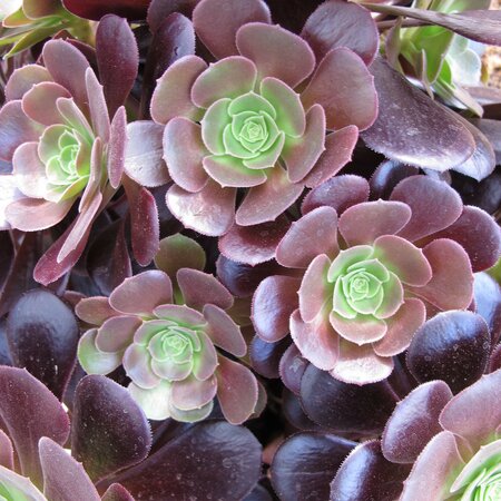 Aeonium 'Velour'
