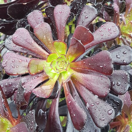 Aeonium 'Zwartkop'