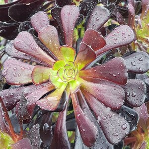 Aeonium 'Zwartkop'