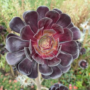 Aeonium 'Zwartkop'
