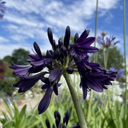 Agapanthus Black Jack