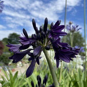 Agapanthus Black Jack