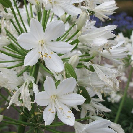 Agapanthus 'Gletsjer'