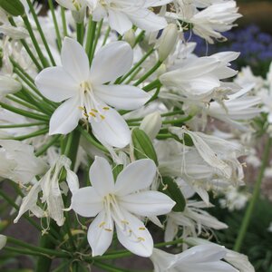 Agapanthus 'Gletsjer'
