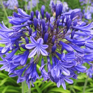 Agapanthus 'Midnight Star (Navy Blue)'