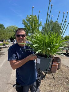 Agapanthus 'Midnight Star (Navy Blue)'