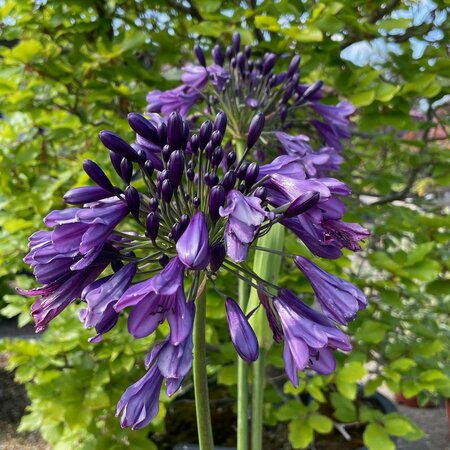 Agapanthus 'Poppin Purple'