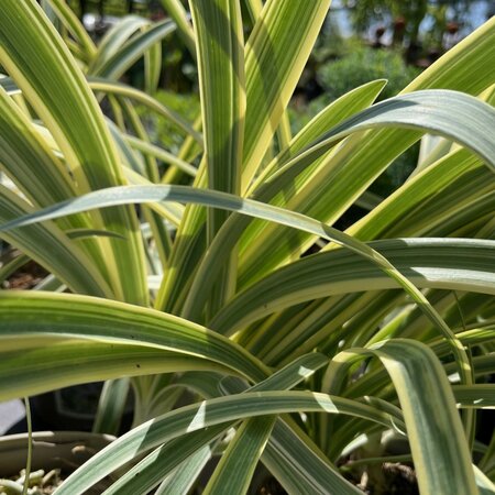 Agapanthus SUMMER SKY  PBR
