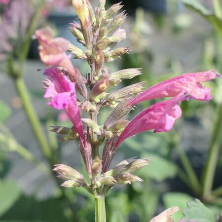 Agastache 'Morello'