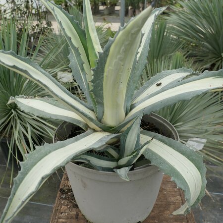 Agave americana Mediopicta Alba