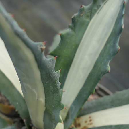 Agave americana Mediopicta Alba