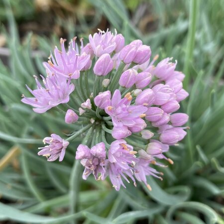 Allium senescens glaucum