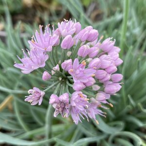 Allium senescens glaucum