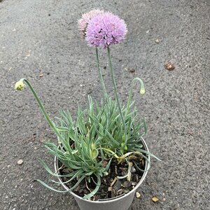 Allium senescens glaucum