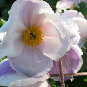 Anemone ELFIN SWAN