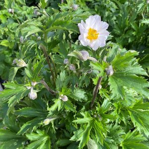 Anemone ELFIN SWAN
