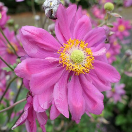 Anemone hupehensis 'Emmy Deep Rose'