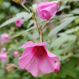 Anisodontea 'El Rayo'