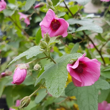 Anisodontea 'El Rayo'