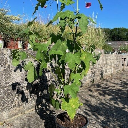 Anisodontea 'El Rayo'