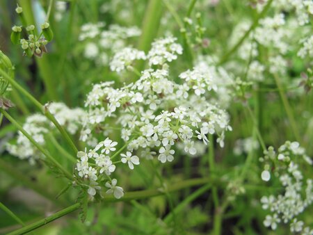 Anthriscus sylvestris