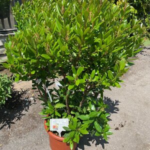 Arbutus unedo