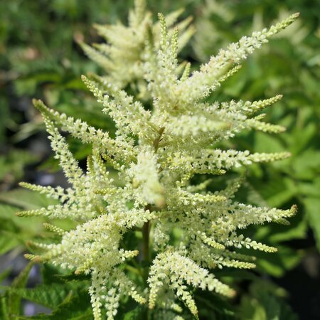 Aruncus 'Sparkles'