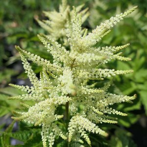 Aruncus 'Sparkles'