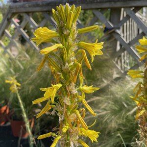 Asphodeline lutea