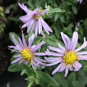 Aster 'Cotswold Gem'