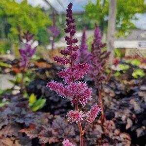 Astilbe 'Dark Side of the Moon'
