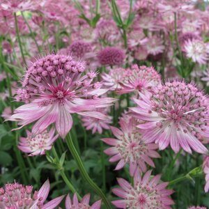 Astrantia major 'Pink Pride'