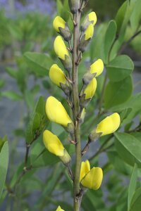 Baptisia American Goldfinch